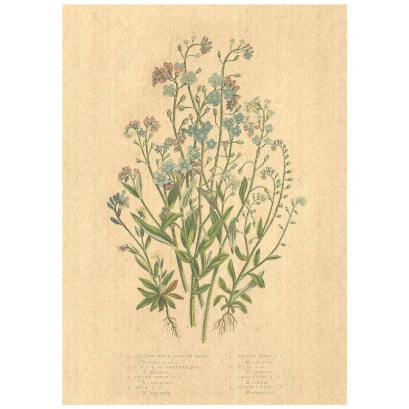 Flax Art Poster | Encyclopedia Wildflower D | FWP-AP-EN1D